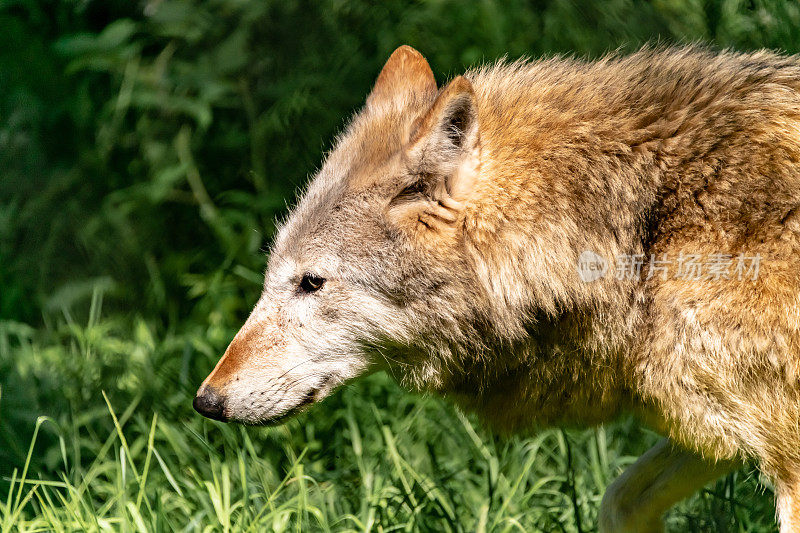 欧亚狼(Canis lupus lupus)头颅细节